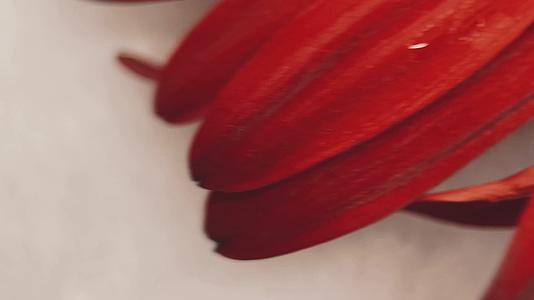 镜头合集特写鲜红色大红色菊花非洲菊视频的预览图
