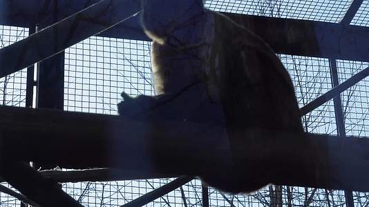 镜头合集逆光拍摄动物园里的猴子视频的预览图