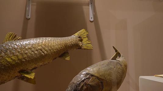 镜头合集鱼类标本鱼类雕塑雕像视频的预览图