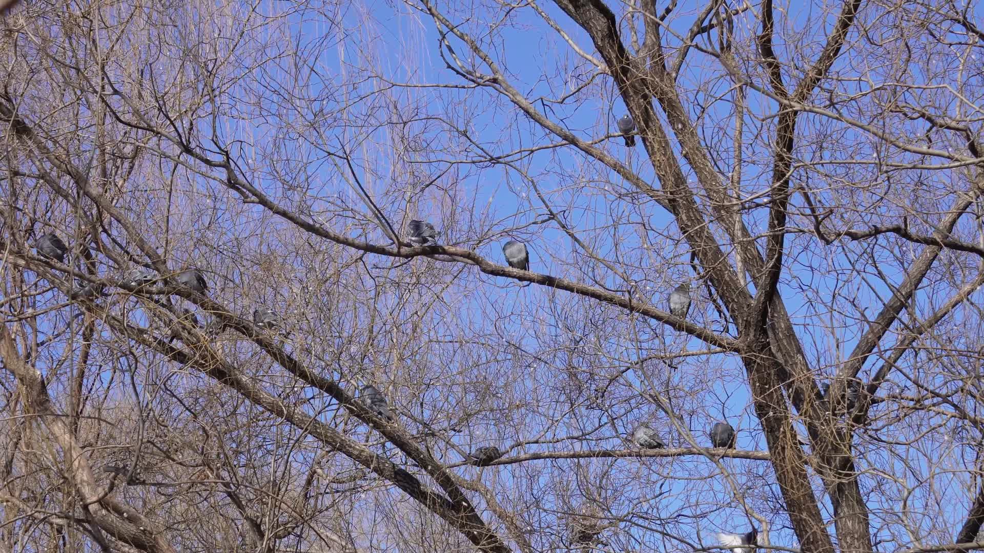 镜头合集紫竹院公园树上和平鸽信鸽视频的预览图
