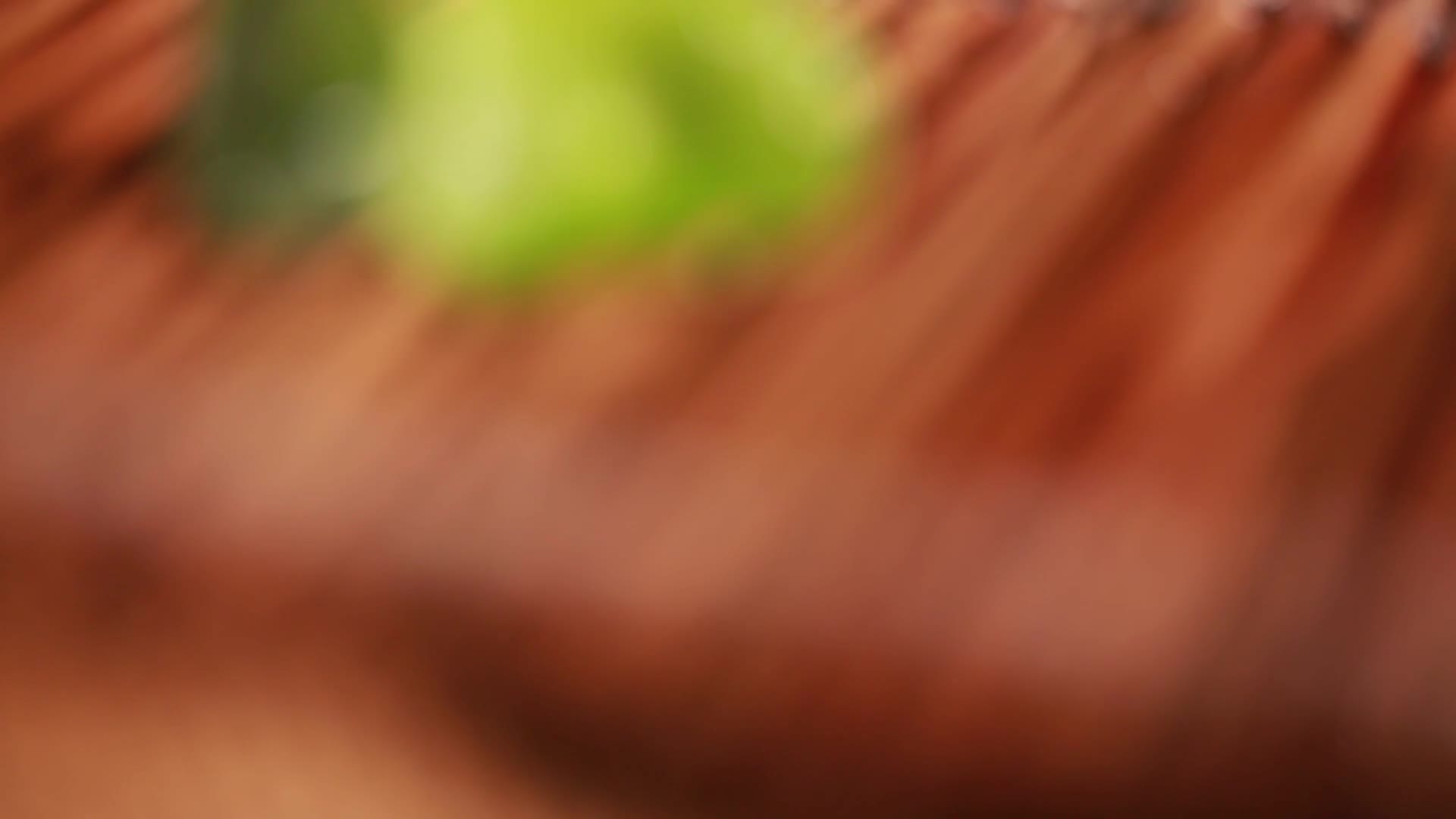 镜头合集秋季黄瓜顶花带刺视频的预览图