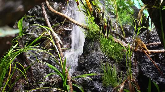 镜头合集热带雨林景观热带植物瀑布流水视频的预览图