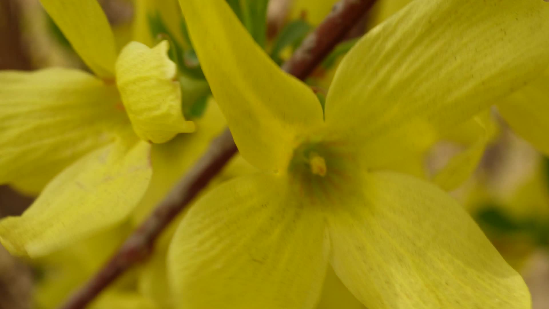 镜头合集特写黄色迎春花视频的预览图