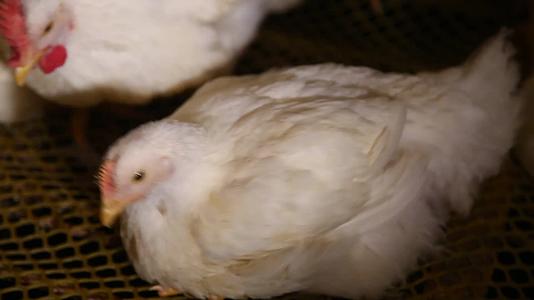 镜头合集养殖户养鸡场视频的预览图