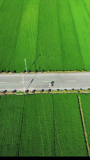 绿油油杂交水稻农田竖屏航拍视频的预览图