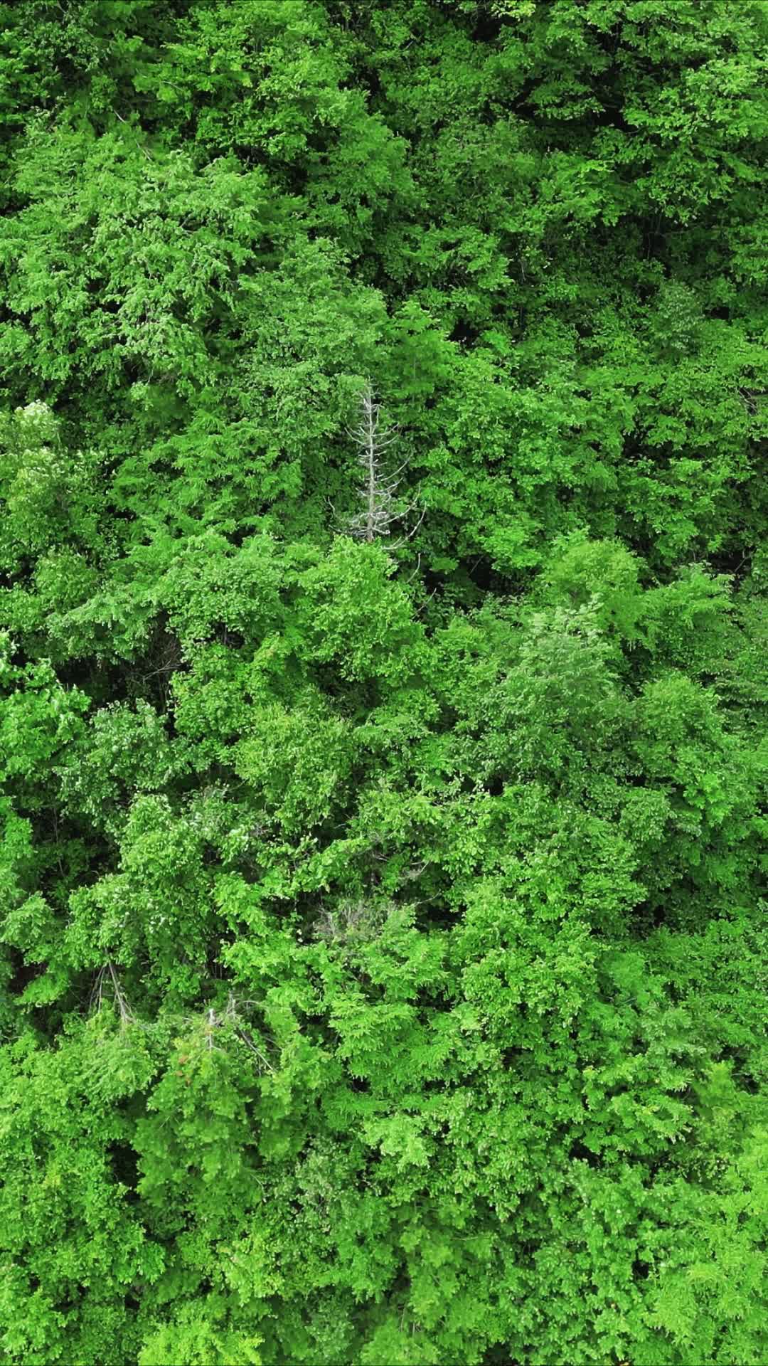 湖北神农架天燕景区竖屏航拍视频的预览图