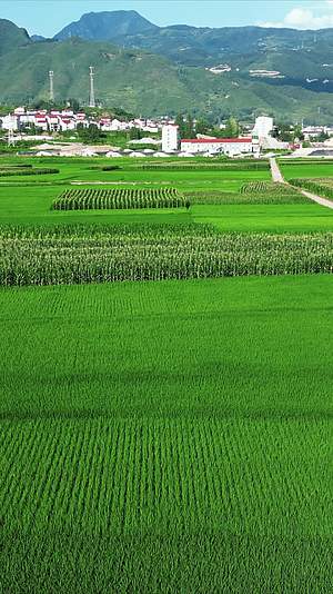 绿油油杂交水稻农田竖屏航拍视频的预览图