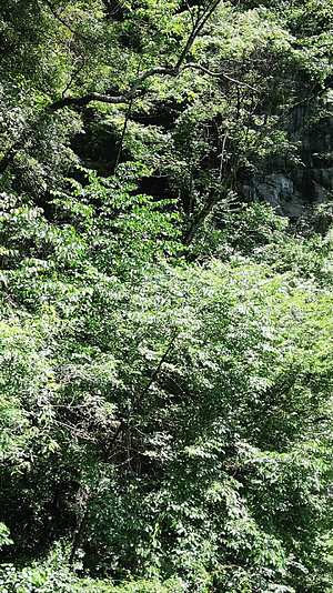 航拍湖北神农架原始森林植物视频的预览图