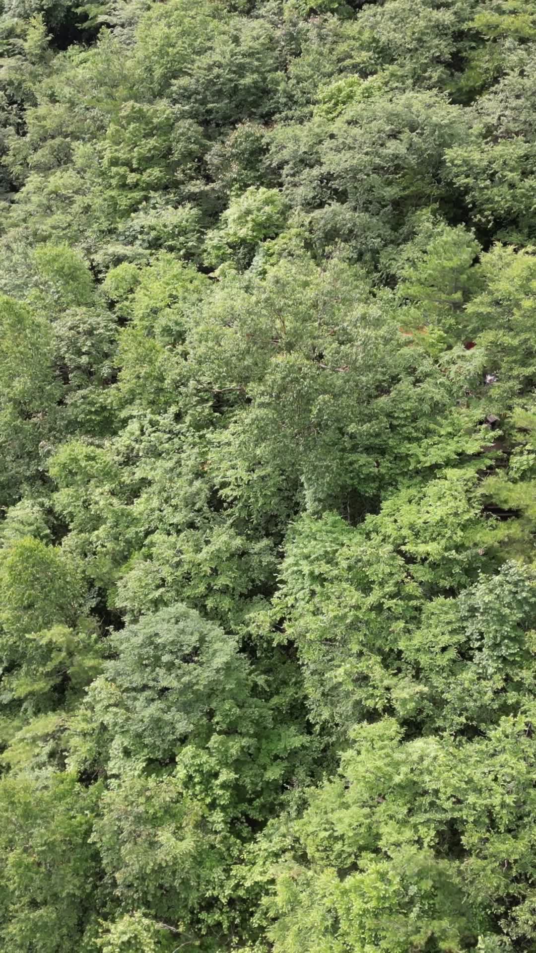 航拍湖北神农架天燕景区彩虹桥视频的预览图