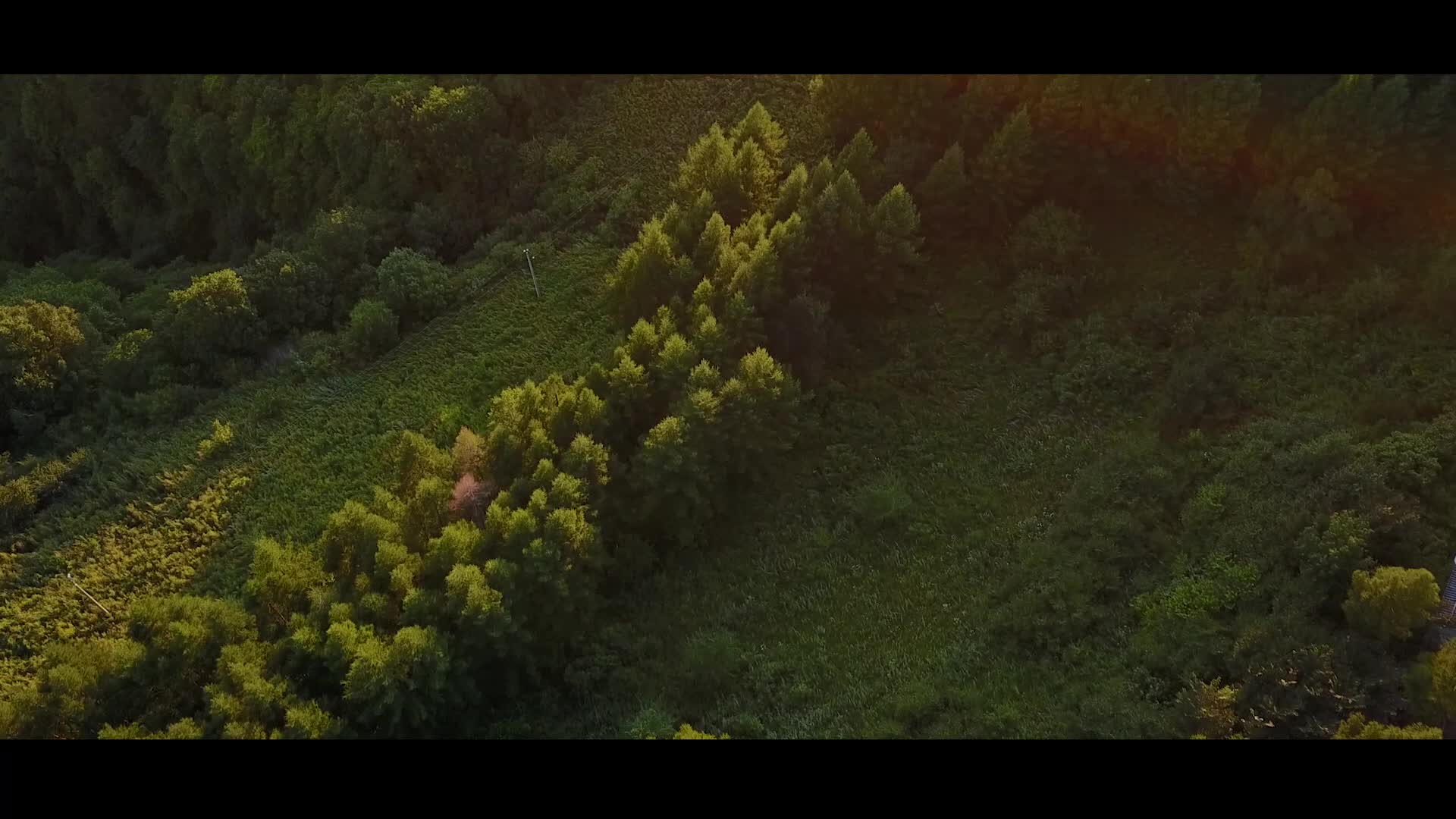 山中密林视频的预览图
