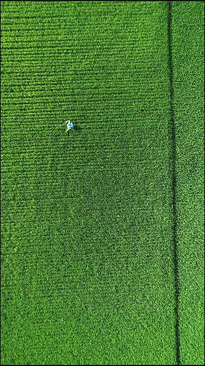 航拍农业种植喷洒农药视频的预览图