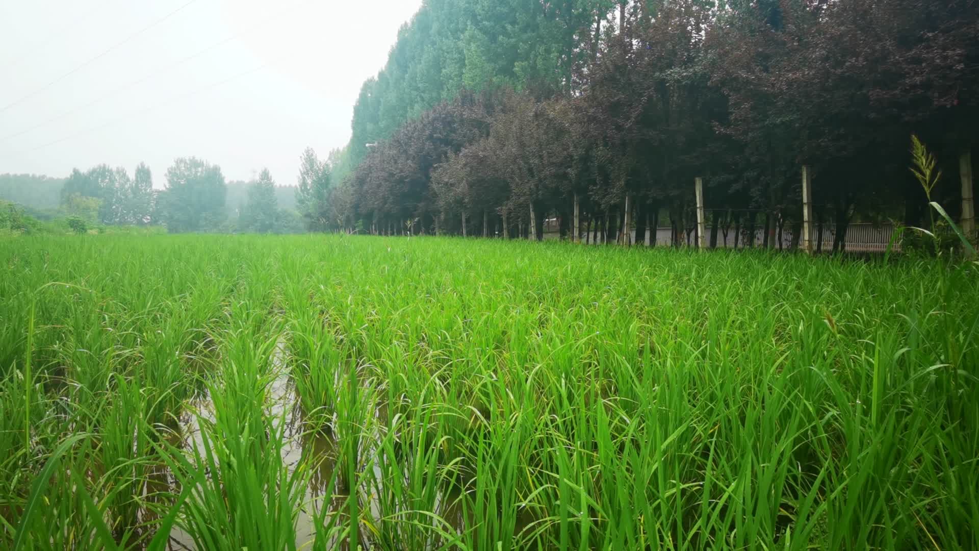 新农村水稻种植视频的预览图
