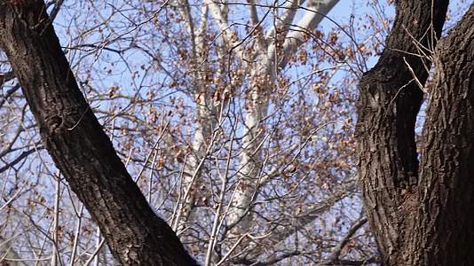 镜头合集大自然落叶枯木冬季天空刮风视频的预览图