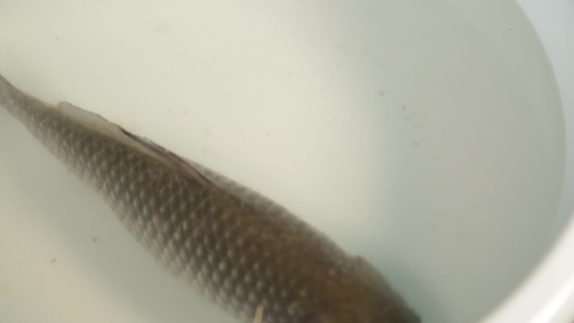 镜头合集清水污水养殖鲫鱼视频的预览图