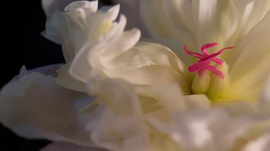 镜头合集鲜花芍药洋牡丹花蕊花粉视频的预览图