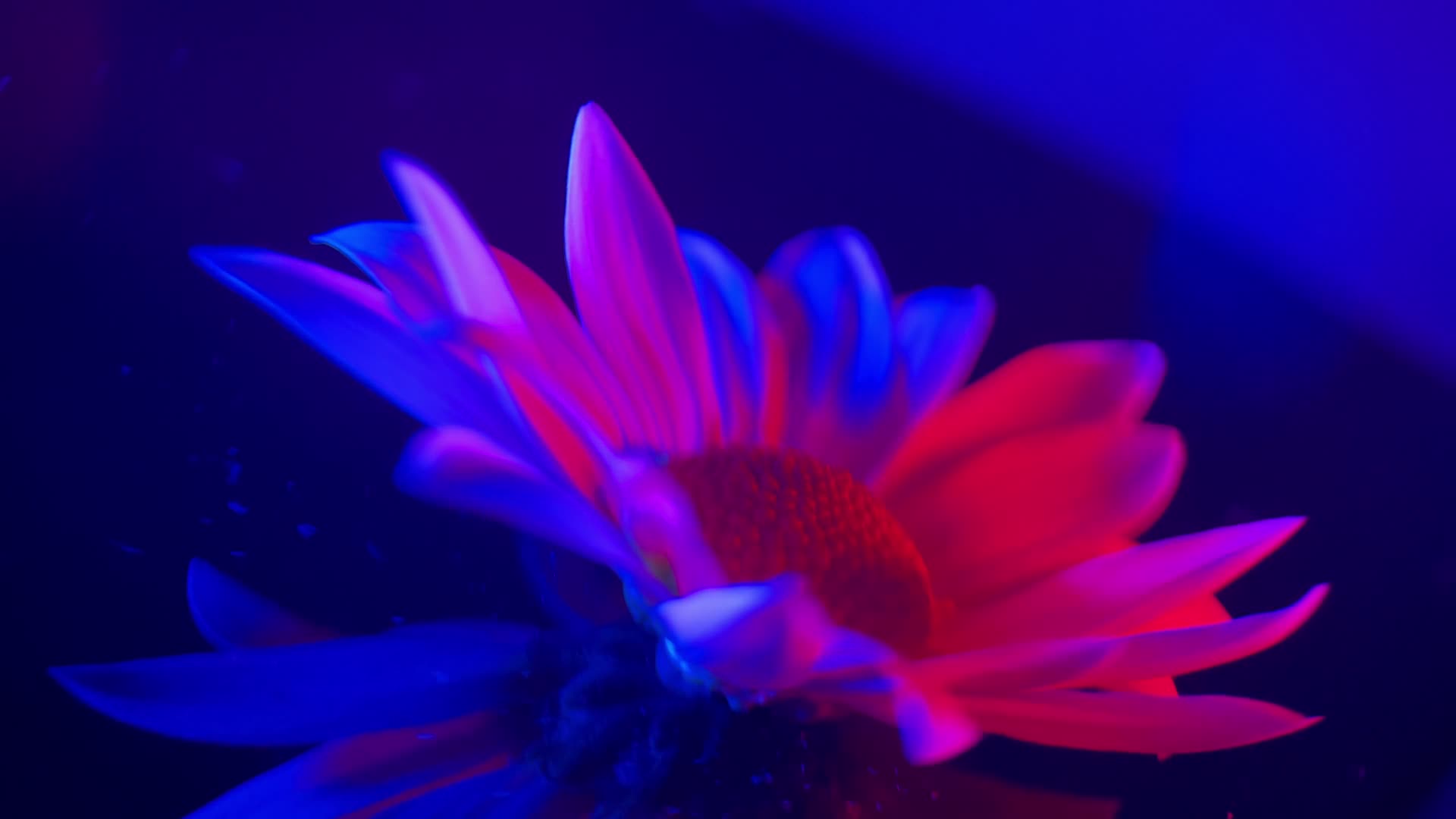 镜头合集红蓝光鲜花摄影雏菊非洲菊4K高清视频视频的预览图