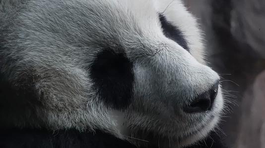 镜头合集四川卧龙国家级保护动物大熊猫视频的预览图