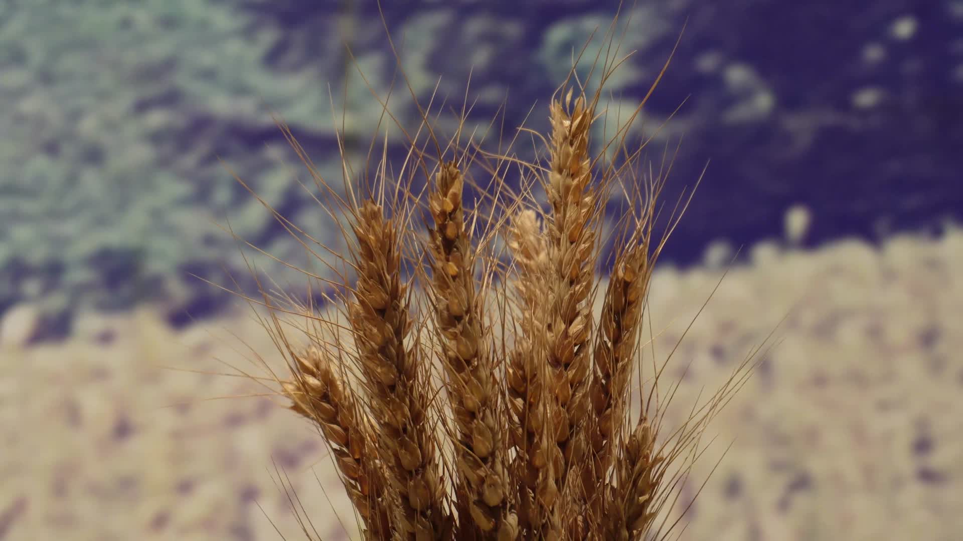 镜头合集水稻一束稻谷大米视频的预览图