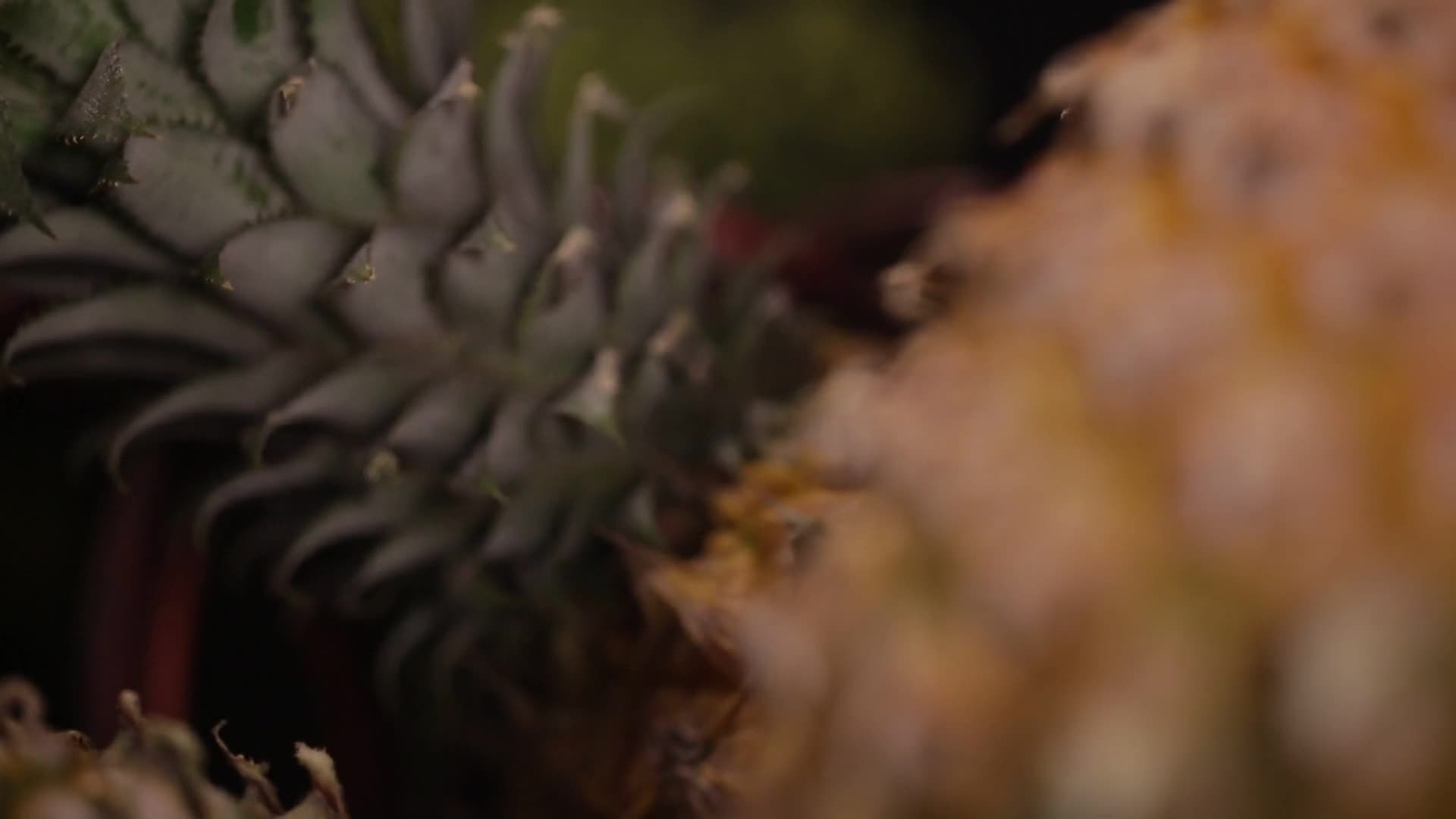 镜头合集表皮粗糙的整个菠萝视频的预览图