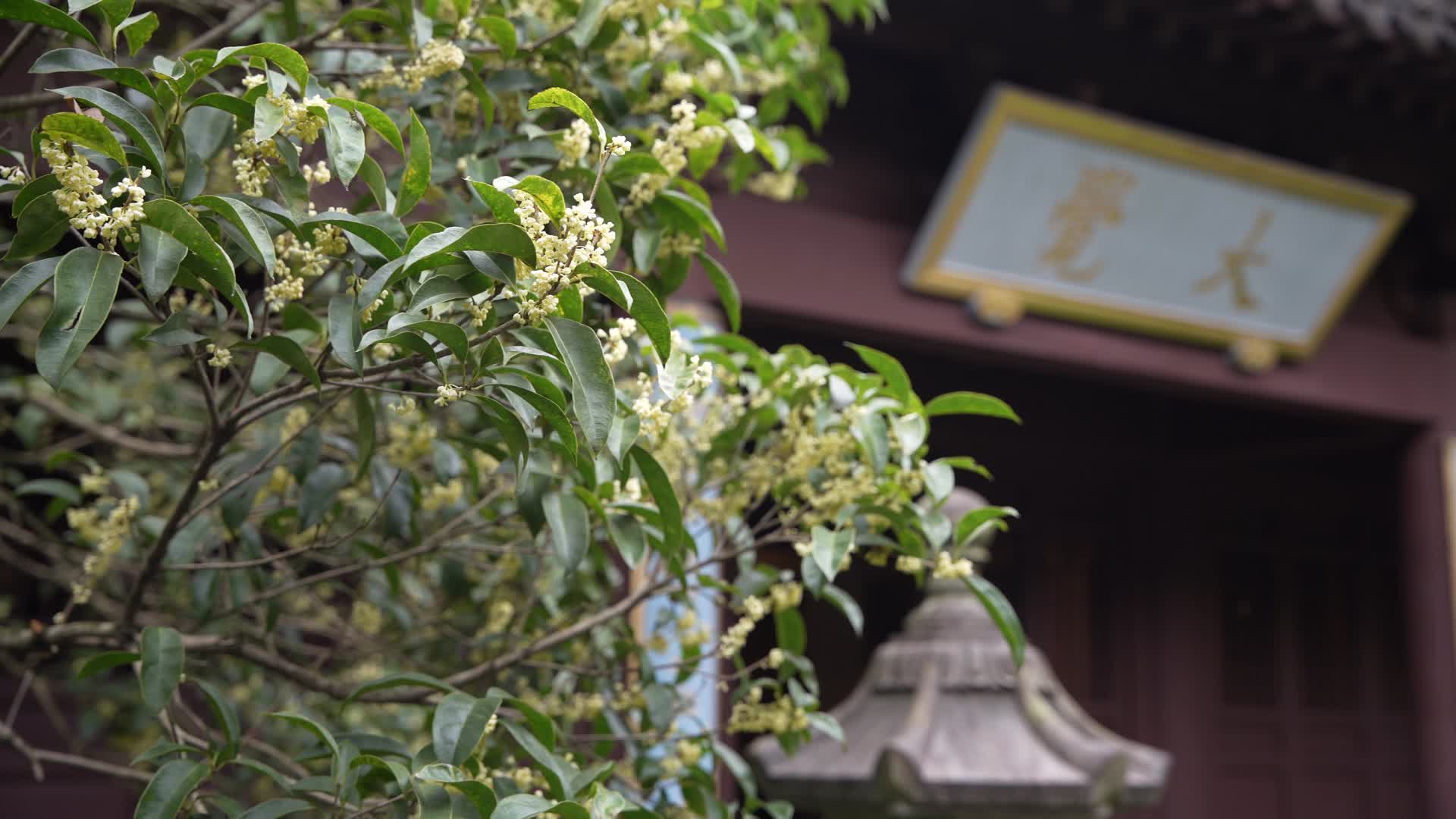 杭州三台山景区慧因高丽寺视频的预览图