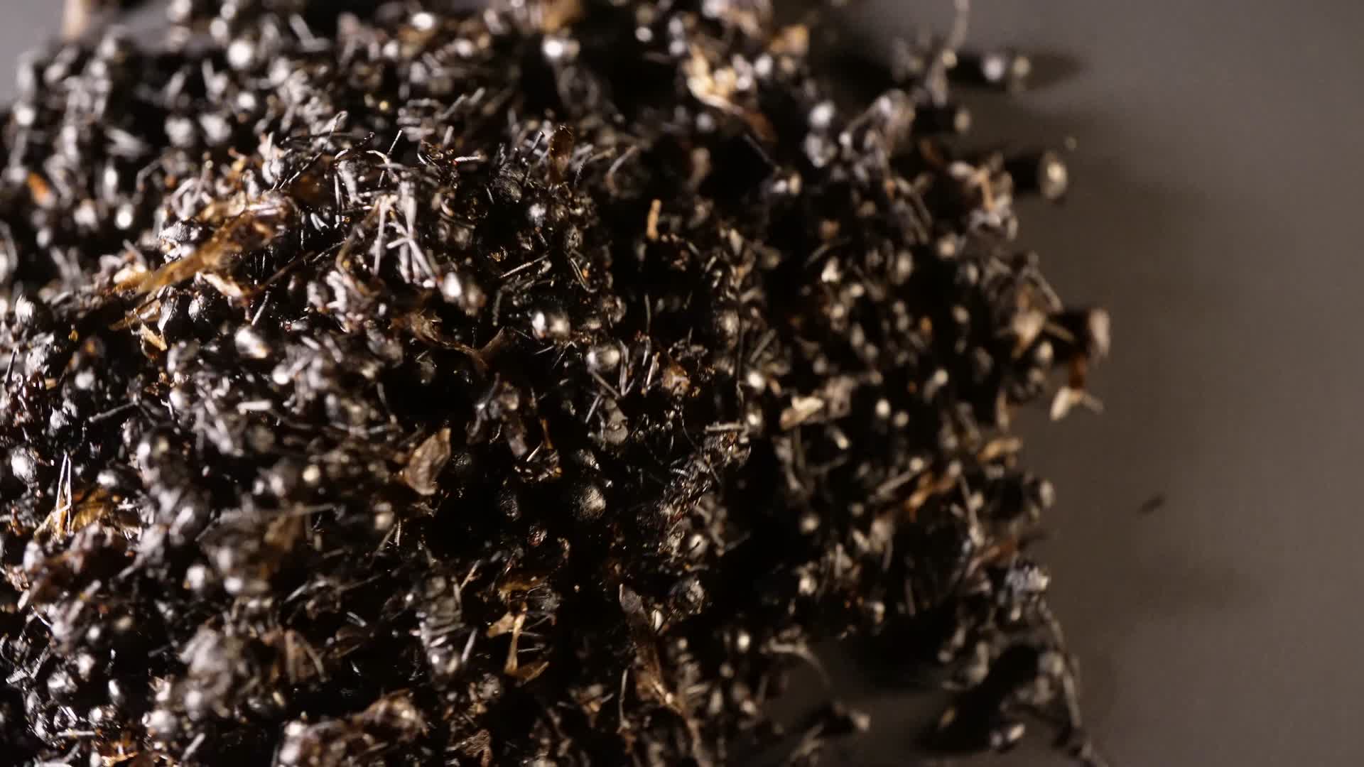 黑蚂蚁中药中草药中医药材视频的预览图