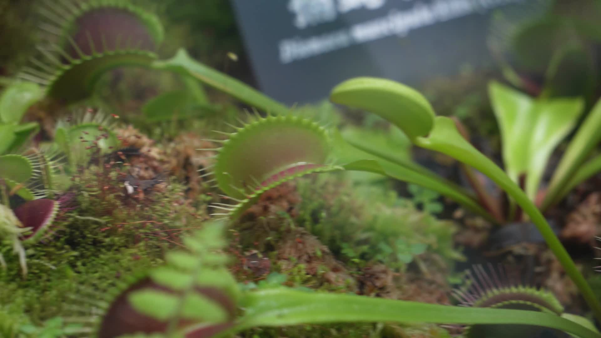 苔藓热带植物捕蝇草雨林造景视频的预览图
