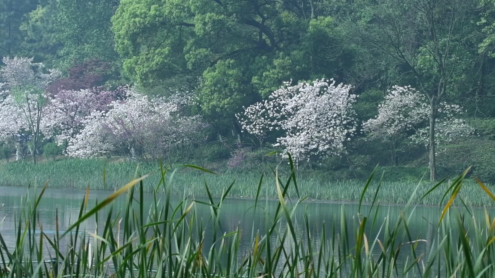 杭州三台山景区乌龟潭视频的预览图