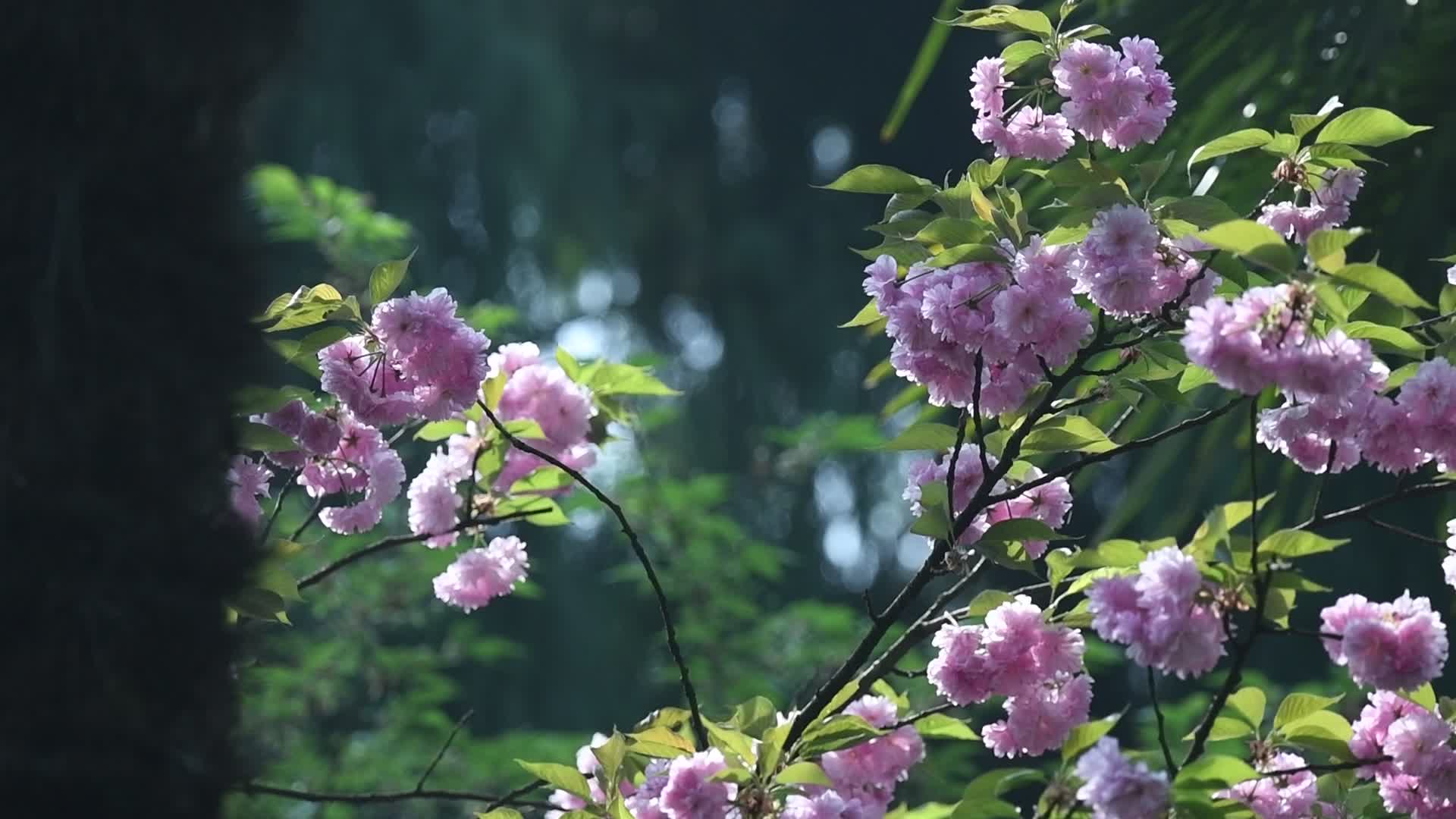 杭州三台山景区乌龟潭视频的预览图