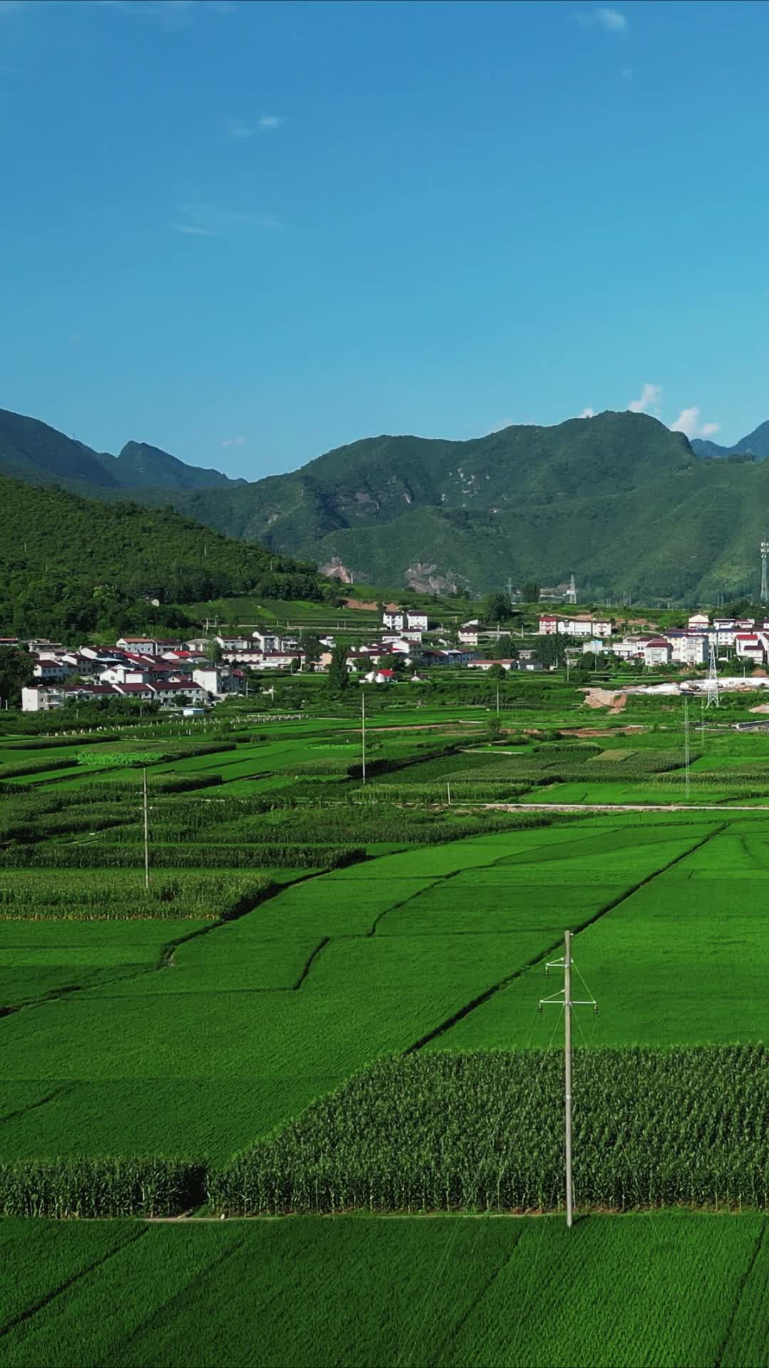 乡村振兴农业种植水稻农田竖屏航拍视频的预览图