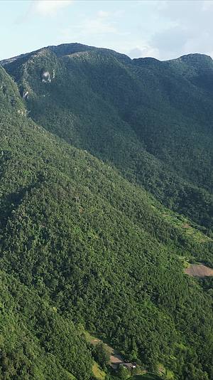 航拍湖北神农架原始森林植物视频的预览图