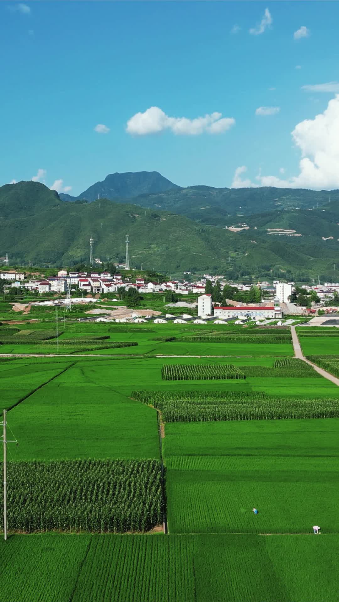 乡村振兴农业种植水稻农田竖屏航拍视频的预览图