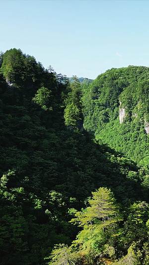 航拍悬崖峭壁山崖上的树枝视频的预览图