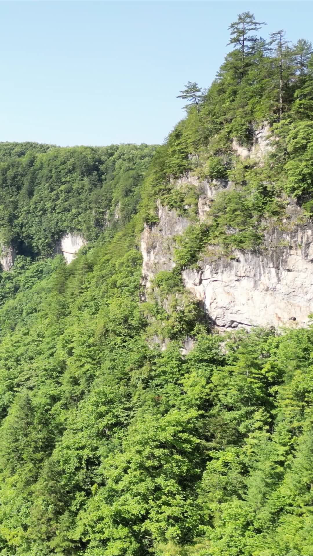 航拍悬崖峭壁山崖上的树枝视频的预览图