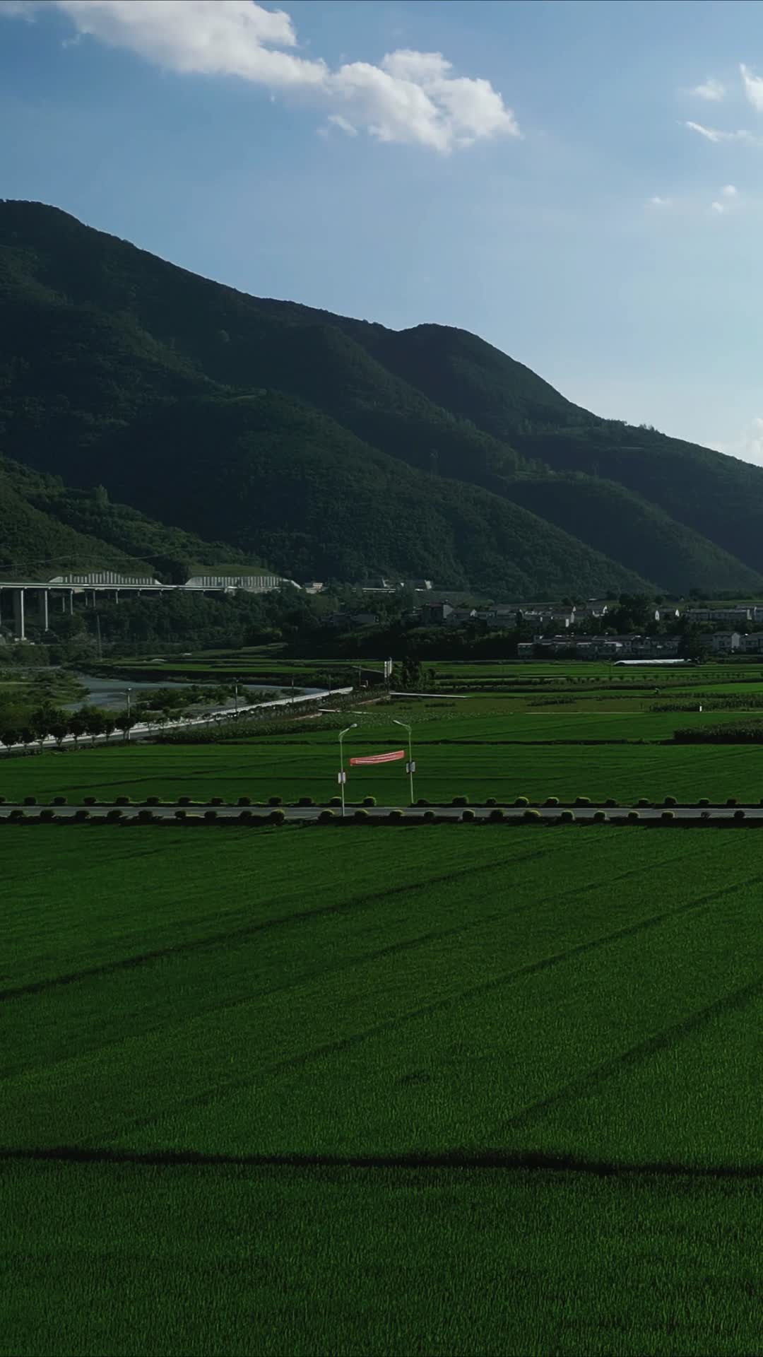 绿色杂交水稻粮食竖屏航拍视频的预览图