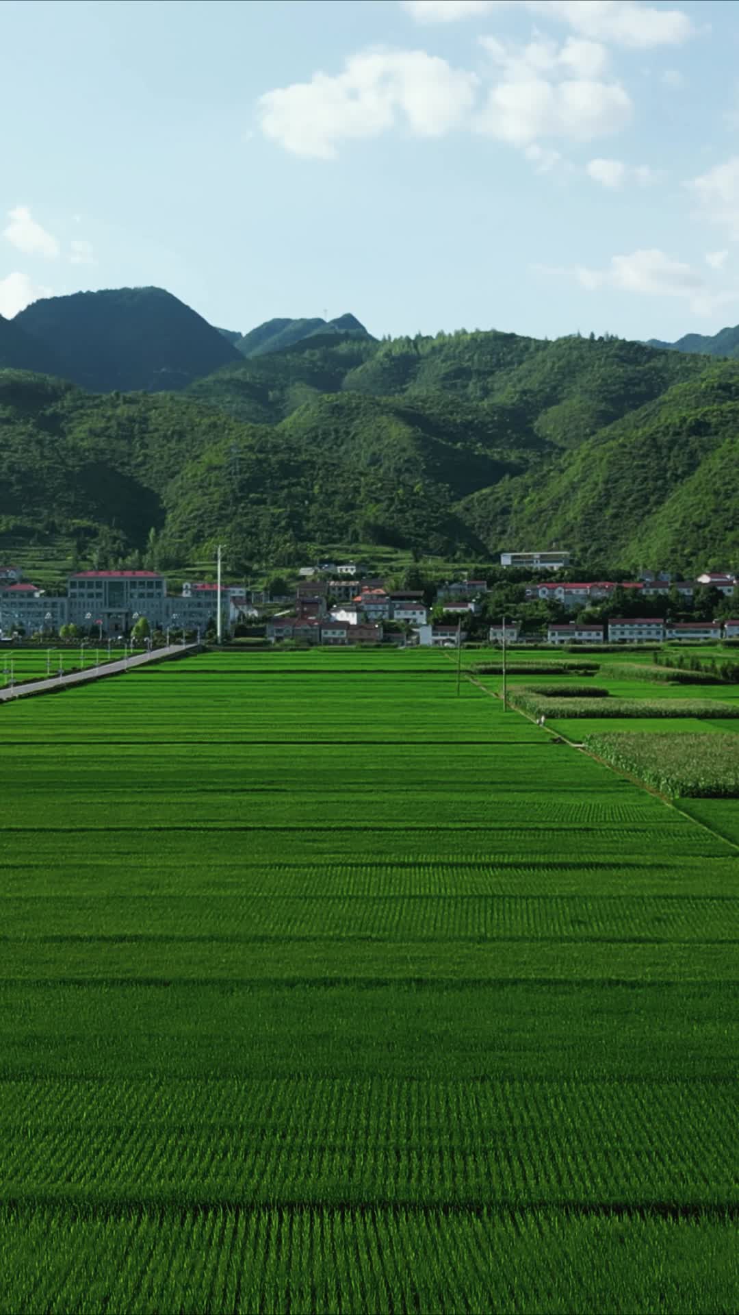 绿色杂交水稻粮食竖屏航拍视频的预览图
