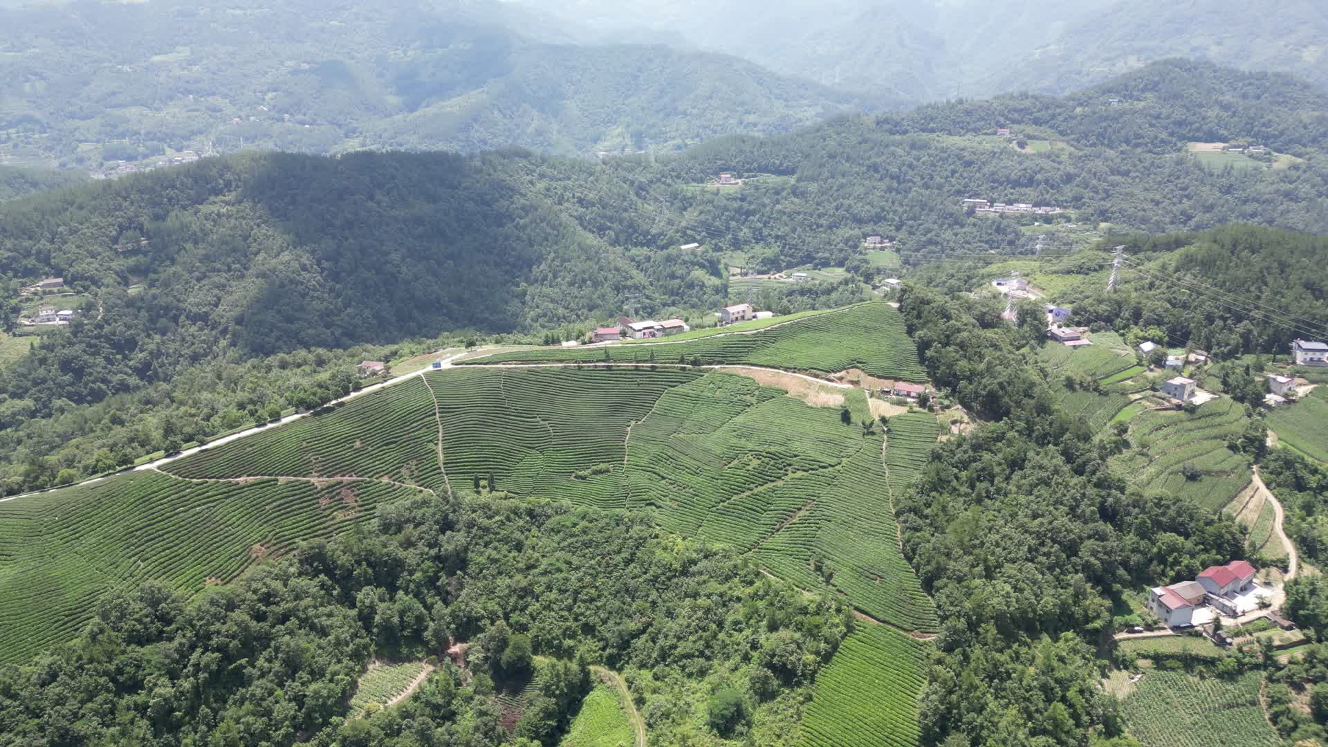 航拍高山茶叶种植基地视频的预览图