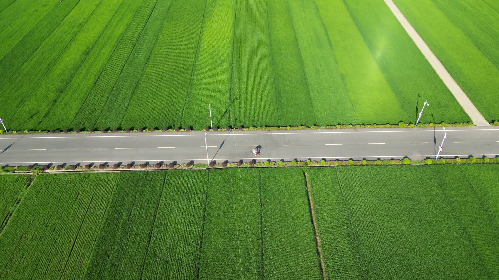 航拍绿油油杂交水稻种植农田乡村视频的预览图