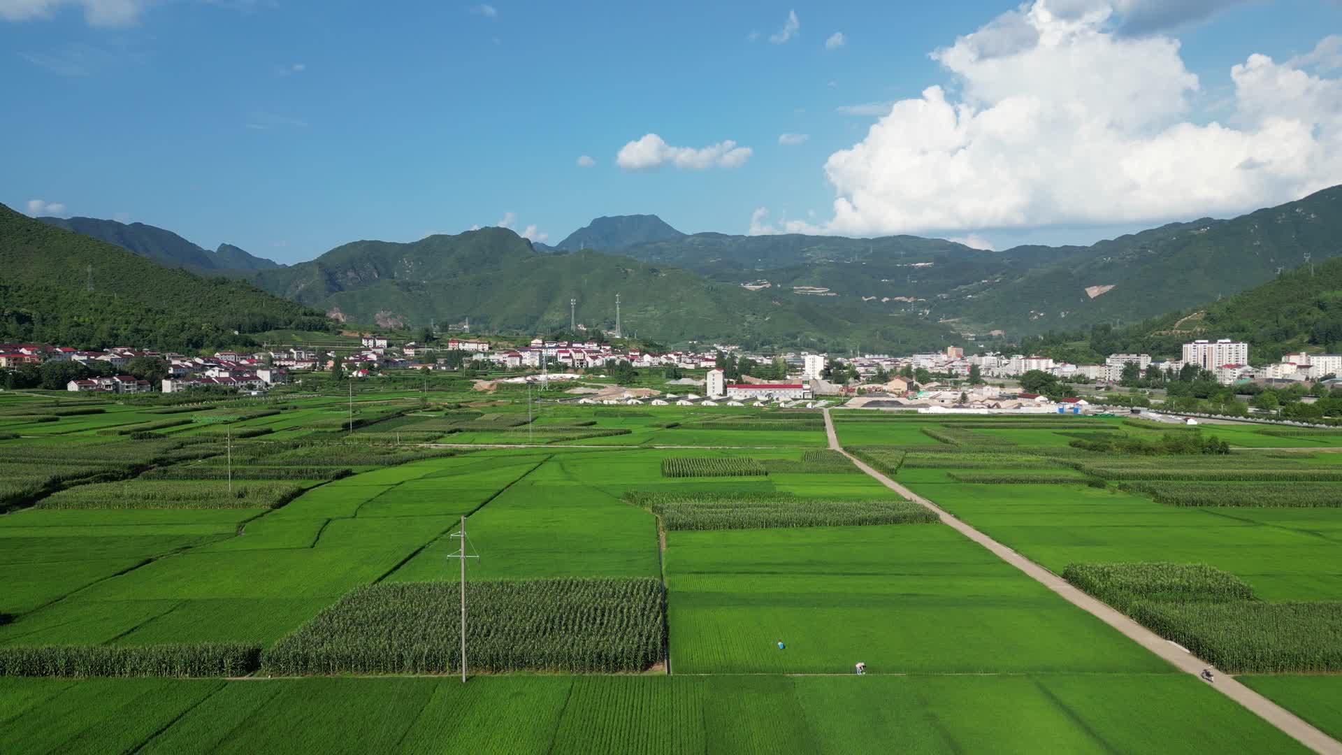 航拍绿油油杂交水稻种植农田乡村视频的预览图
