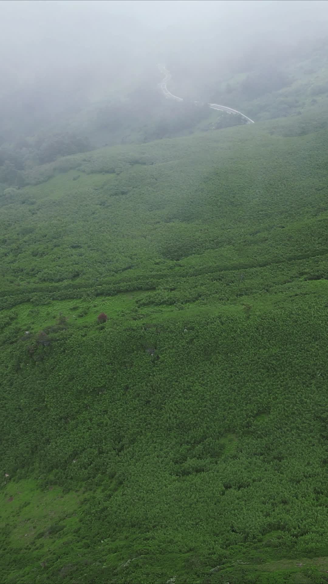 湖北神农架5A景区竖屏航拍视频的预览图