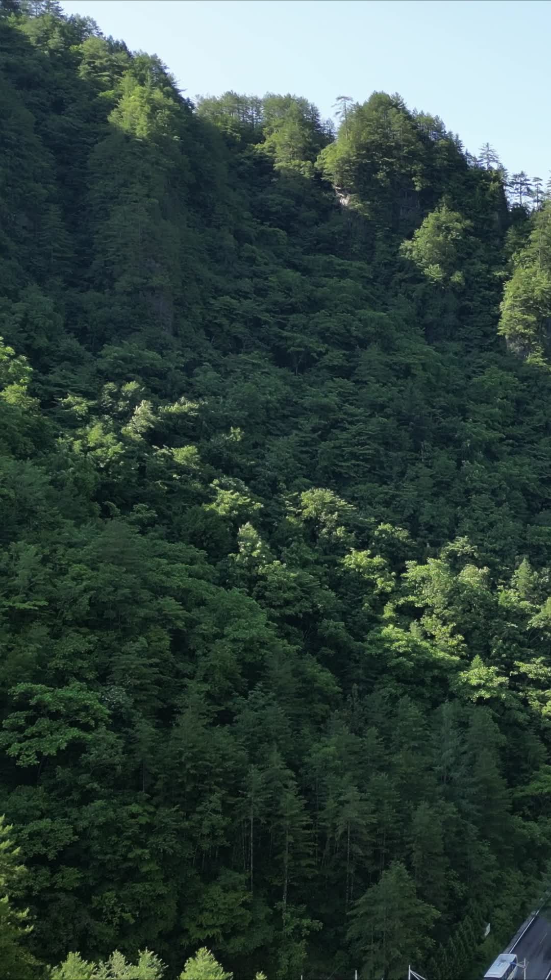 航拍湖北神农架原始森林视频的预览图