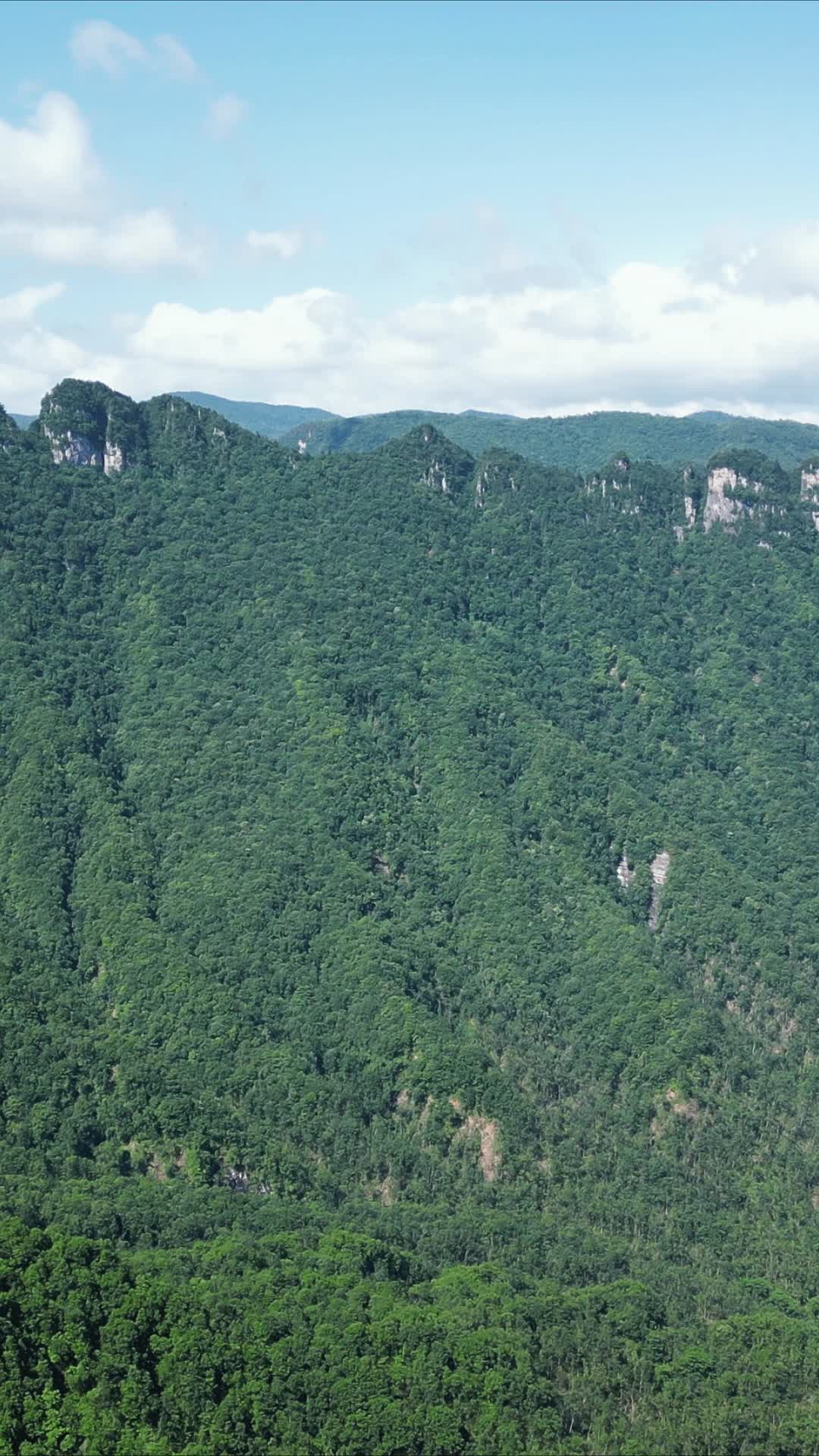 大自然绿色植物森立竖屏航拍视频的预览图