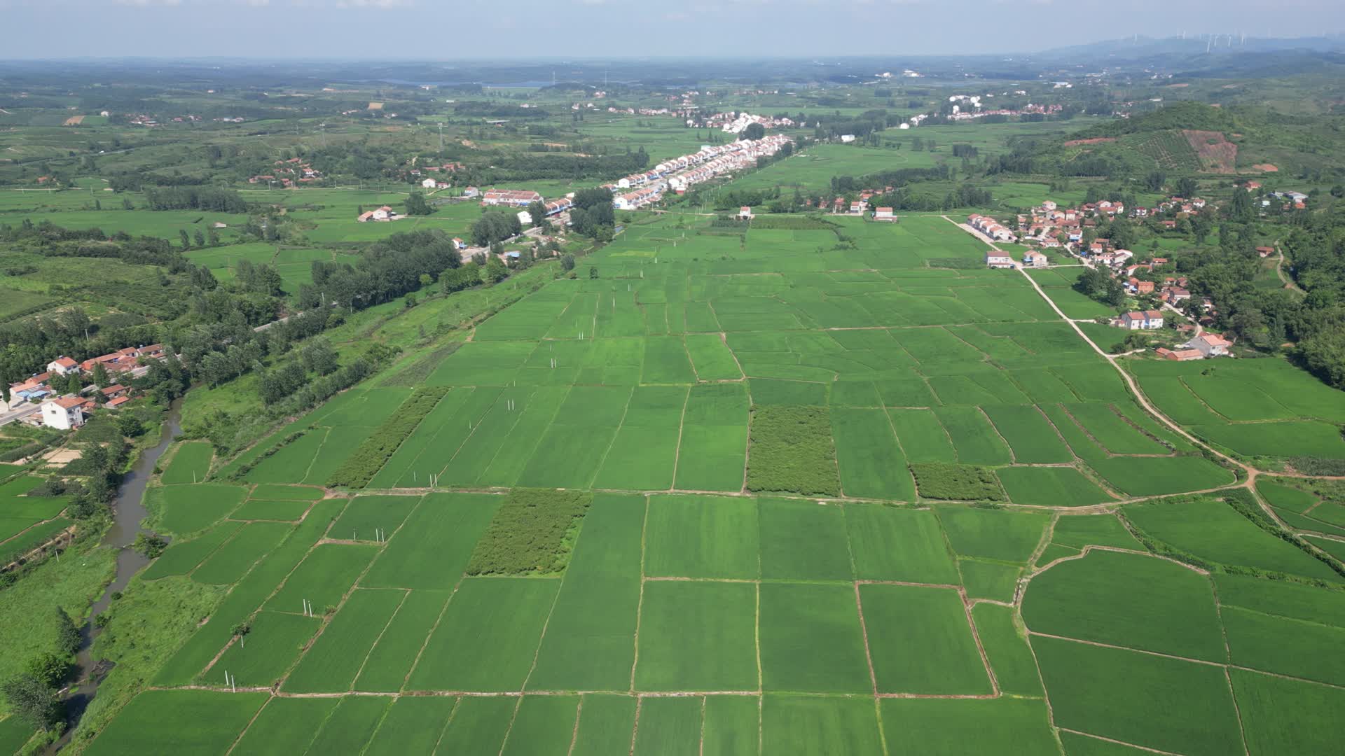 航拍杂交水稻农业农田种植视频的预览图