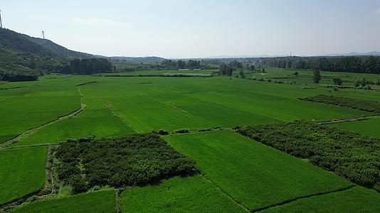 航拍杂交水稻农业农田种植视频的预览图