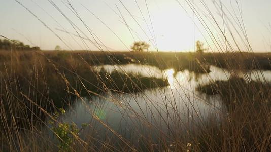湖中湿地阳光芦苇视频的预览图