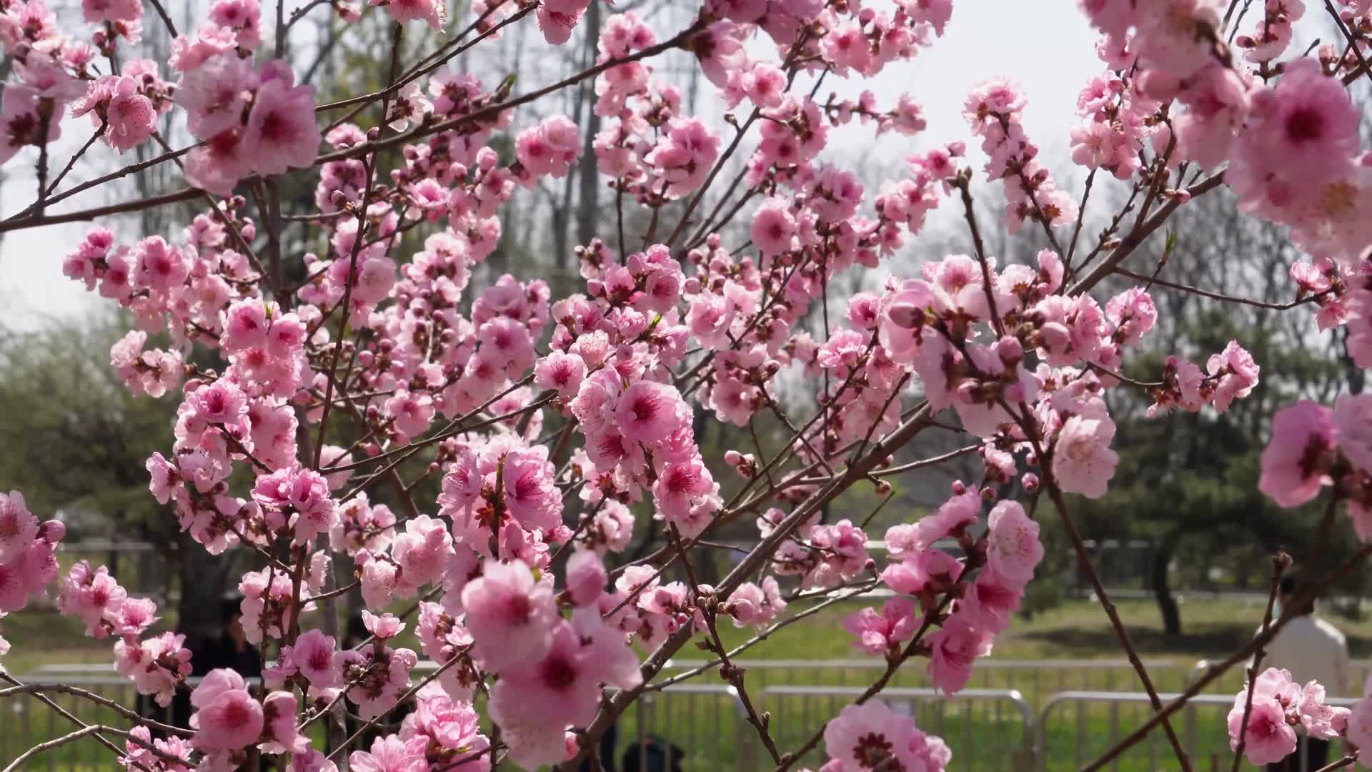 镜头合集微距特写鲜花桃花粉色花朵视频的预览图