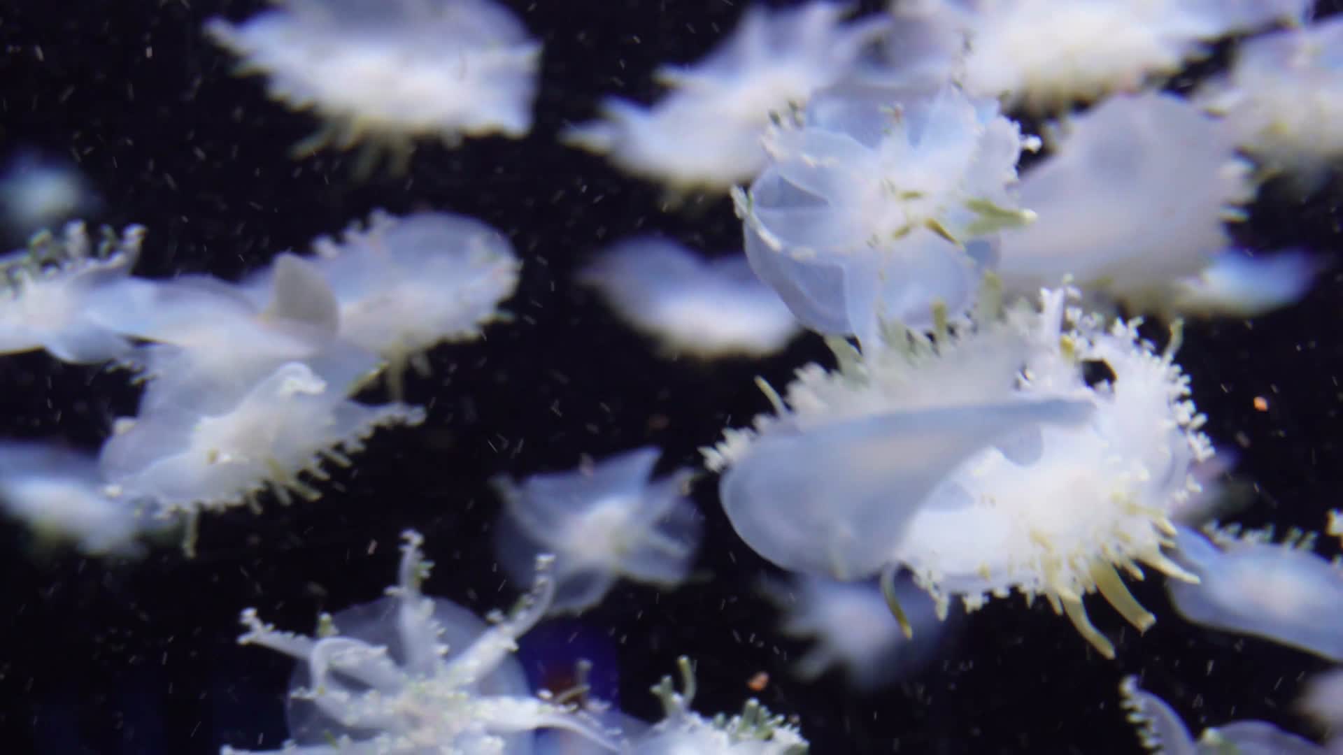 镜头合集漂浮的倒立水母触角海蜇视频的预览图
