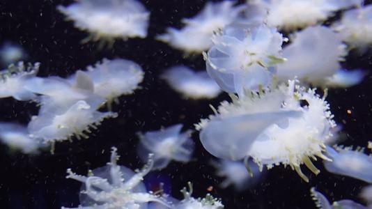 镜头合集漂浮的倒立水母触角海蜇视频的预览图