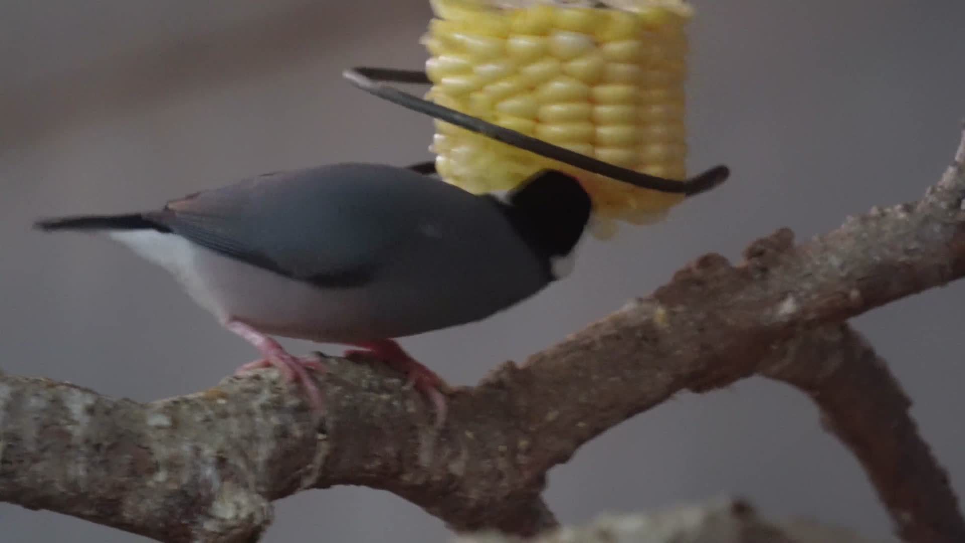 镜头合集山雀吃玉米进食小鸟鸟类视频的预览图