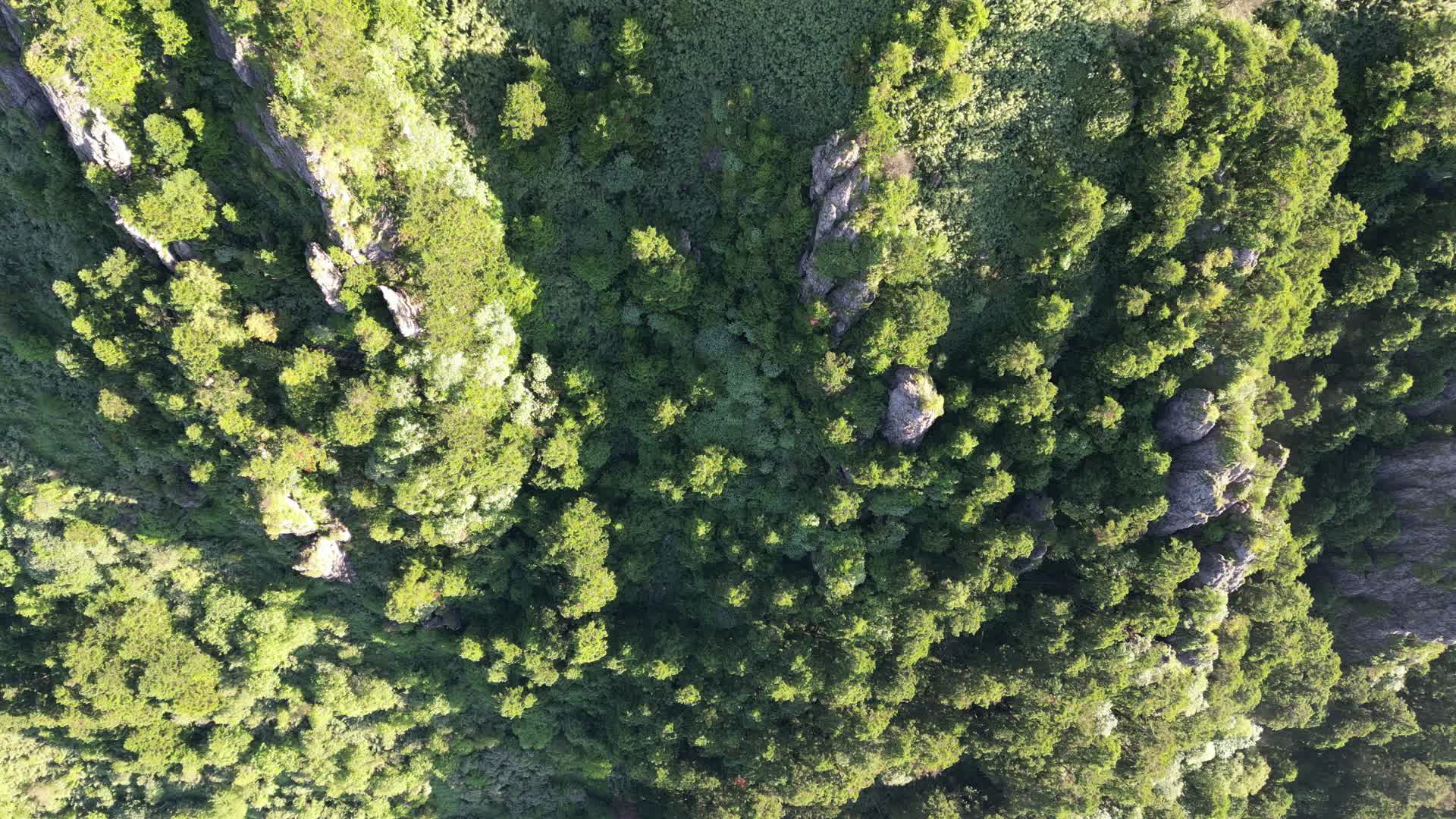 航拍湖北神农架林区原始森林视频的预览图
