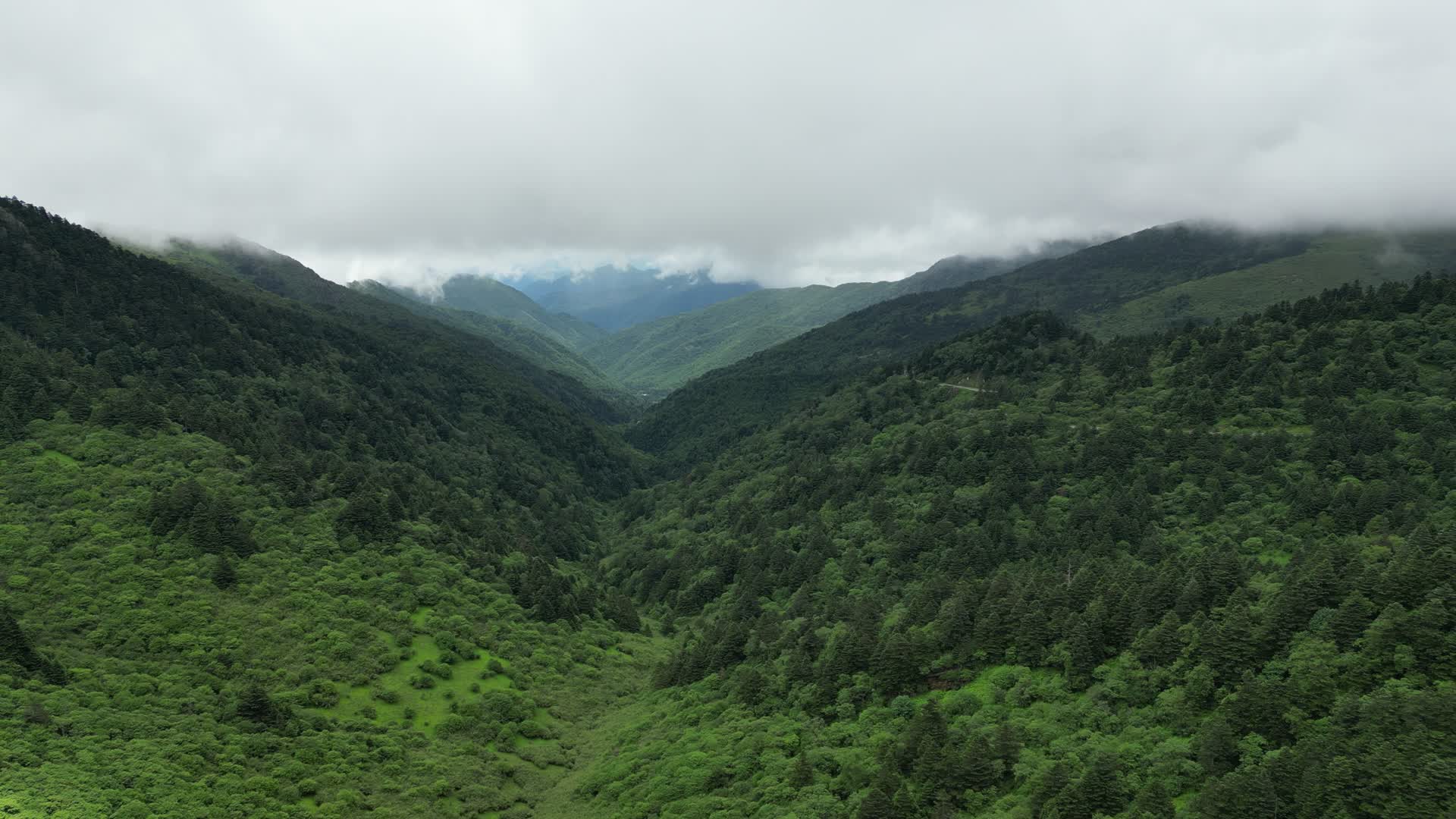 航拍山顶森林树木视频的预览图